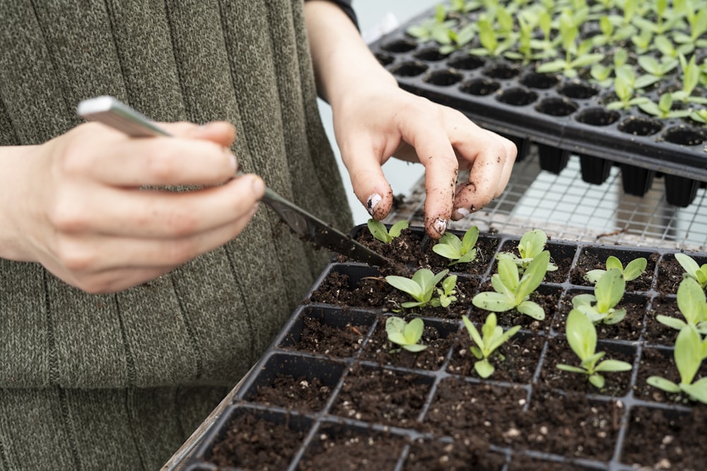 person holding green plant on black plastic pot