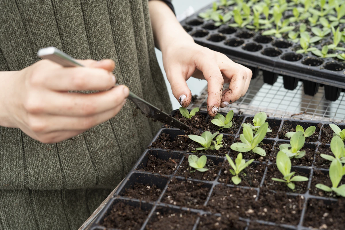 Plant Propagation Methods India — Stem Cuttings Water Propagation