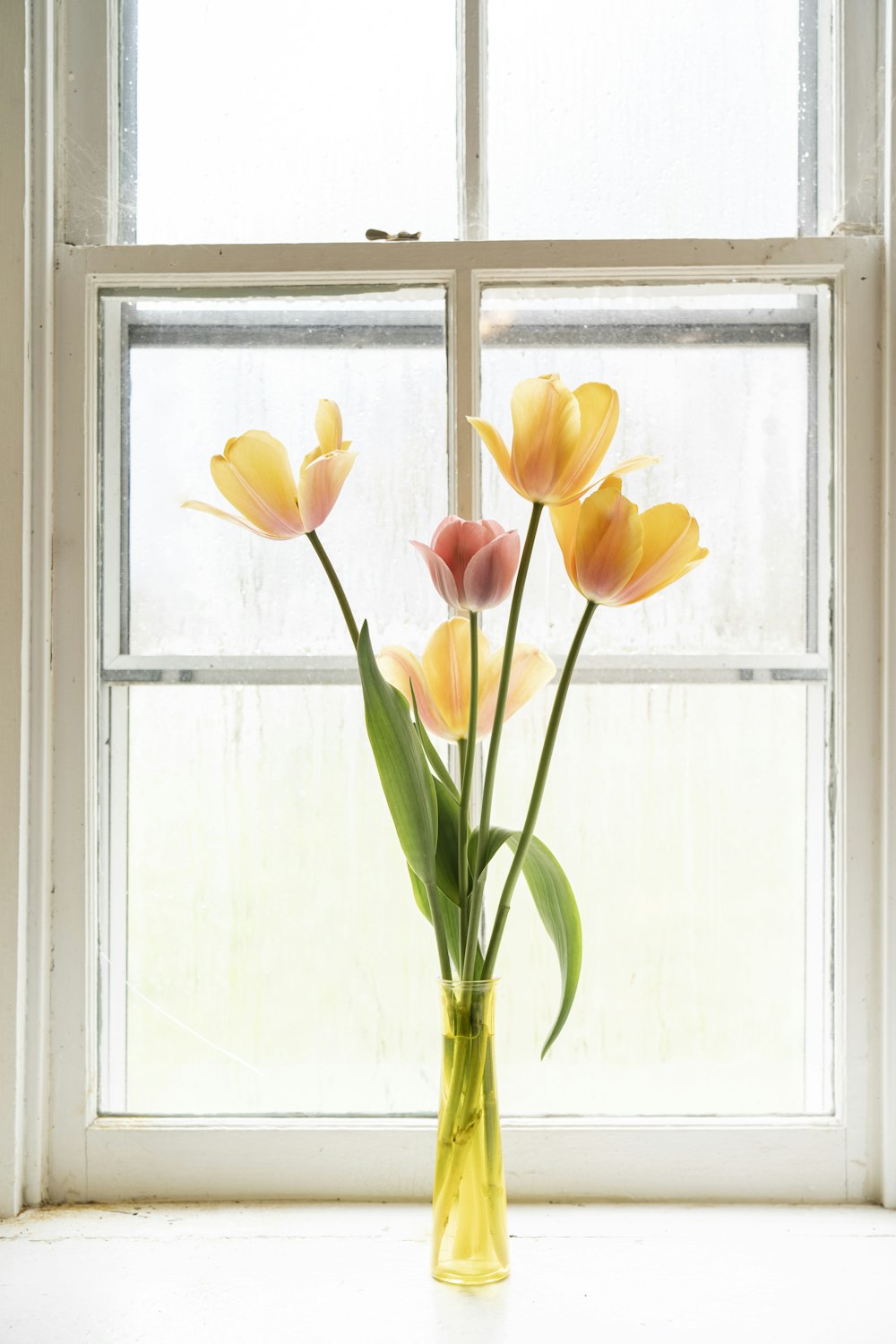 Tulipes jaunes et rouges devant une fenêtre en verre encadrée en bois blanc
