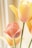 yellow and red tulip in bloom close up photo