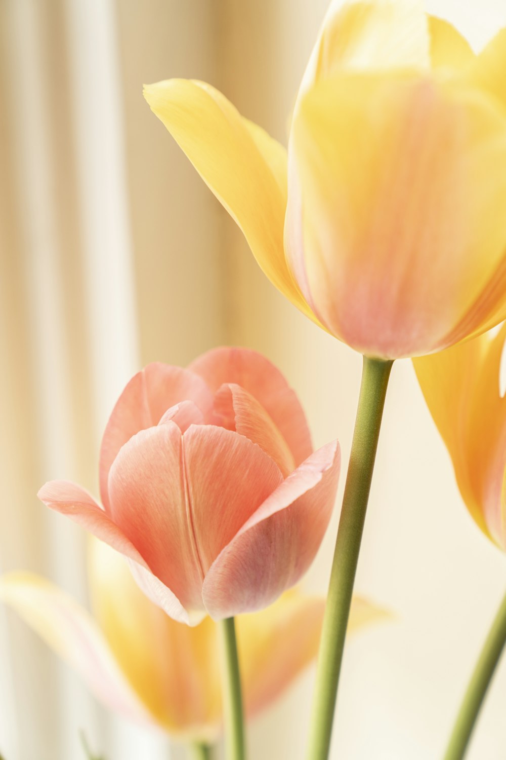tulipán amarillo y rojo en flor foto de primer plano