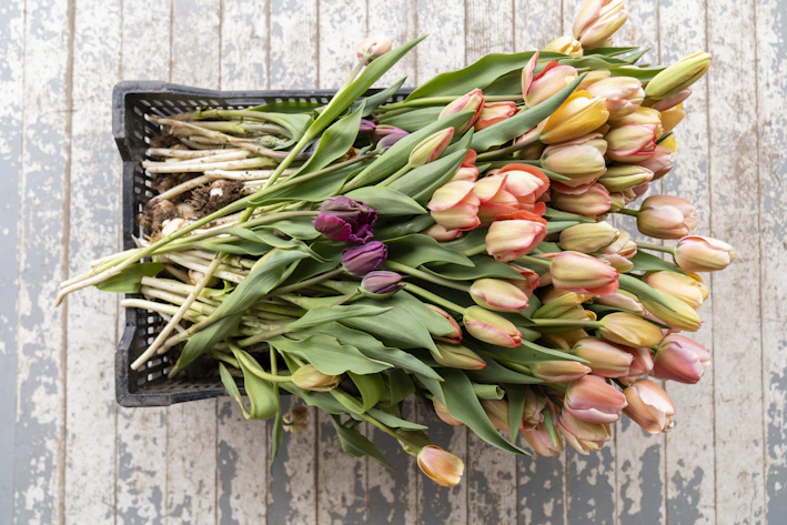 Bright assorted bouquet of tulips in a rustic wooden crate
