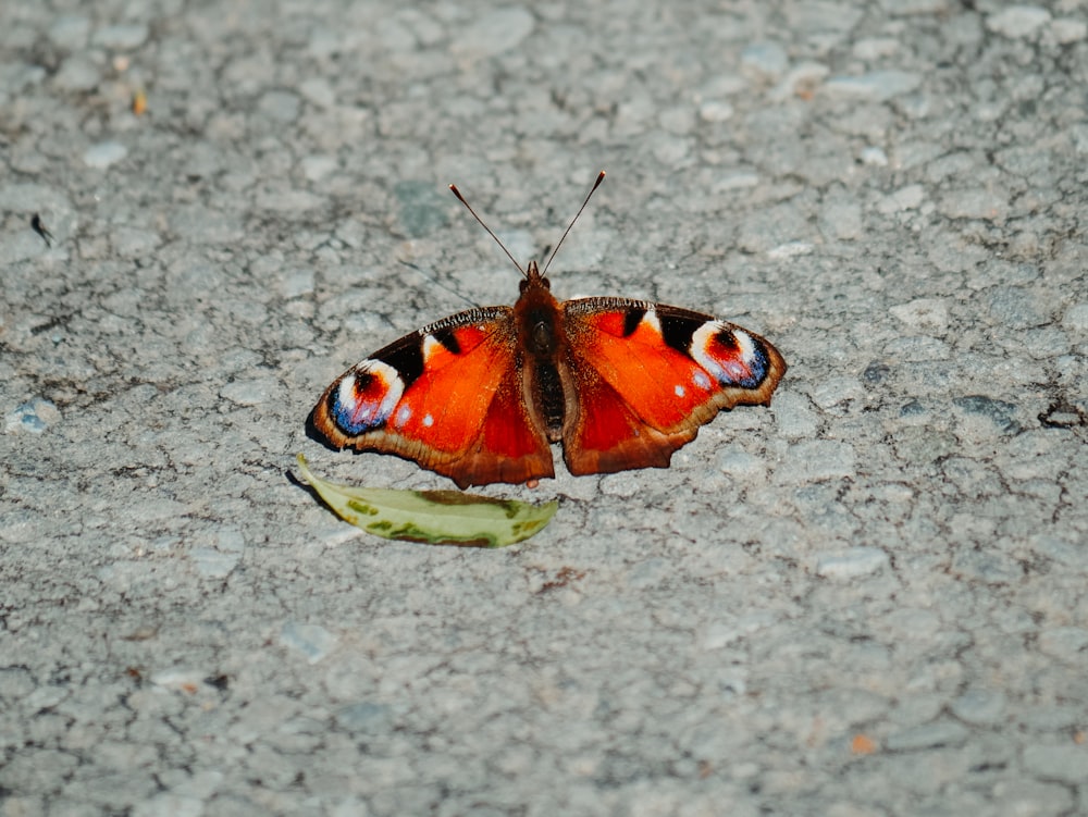 peacock butterfly on gray and white stone