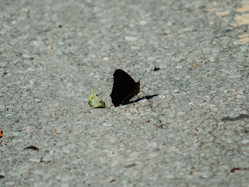 black butterfly on gray concrete floor