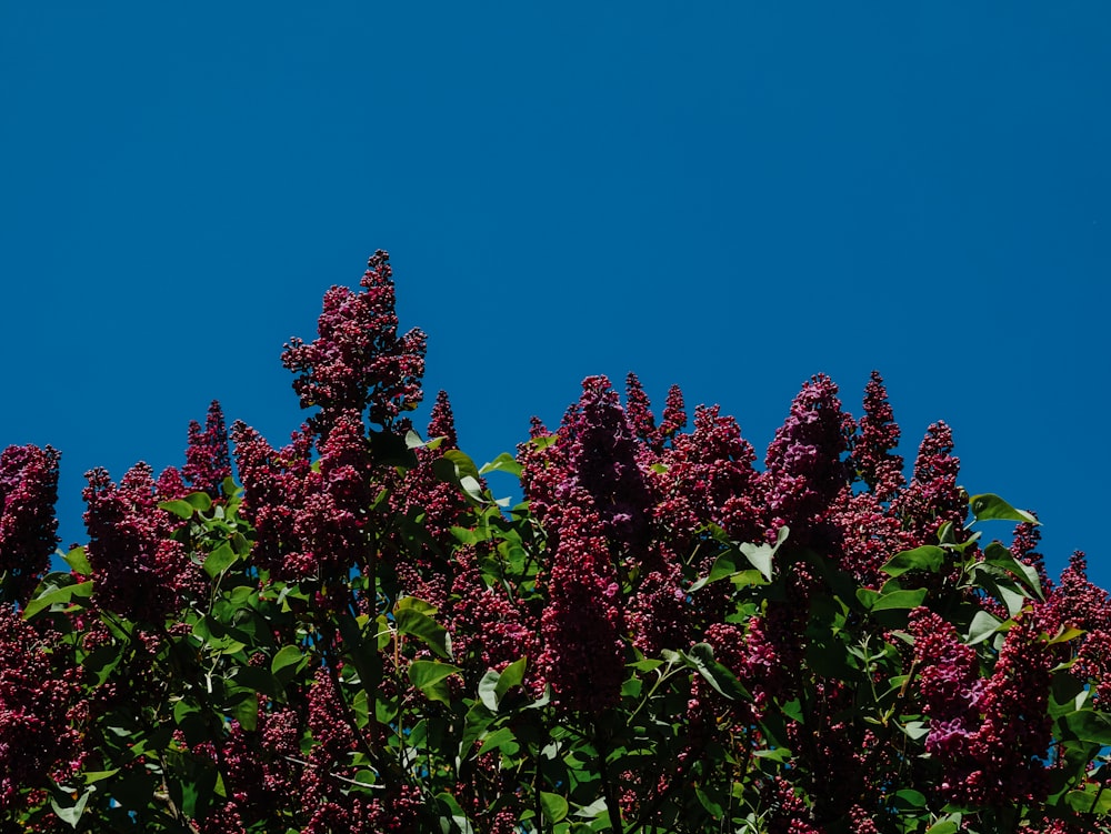 grüne und rote Pflanze unter blauem Himmel tagsüber