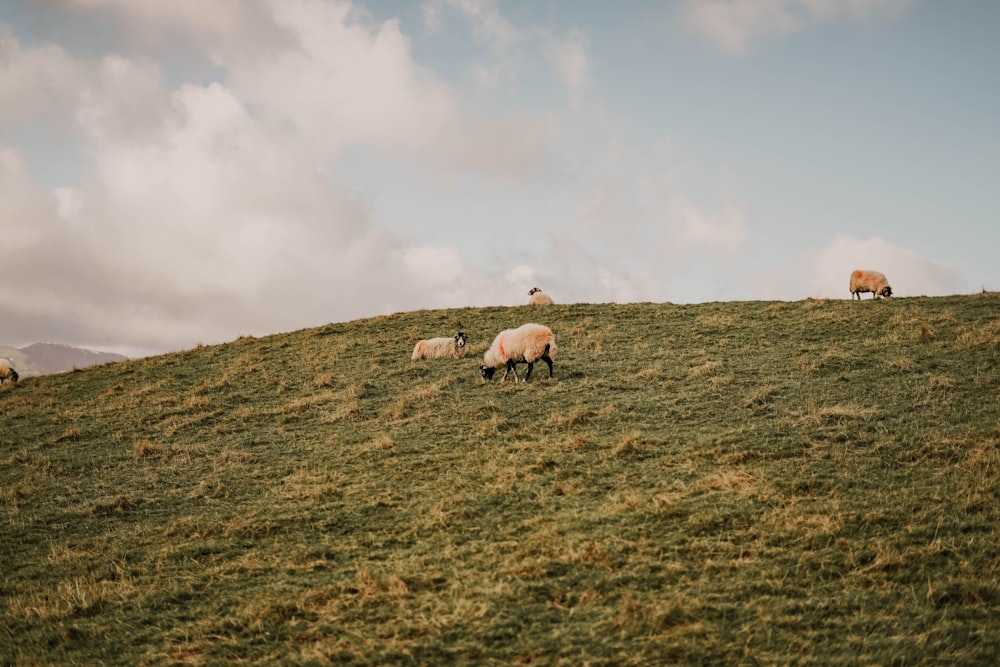 three white and brown sheep on green grass field under white cloudy sky during daytime