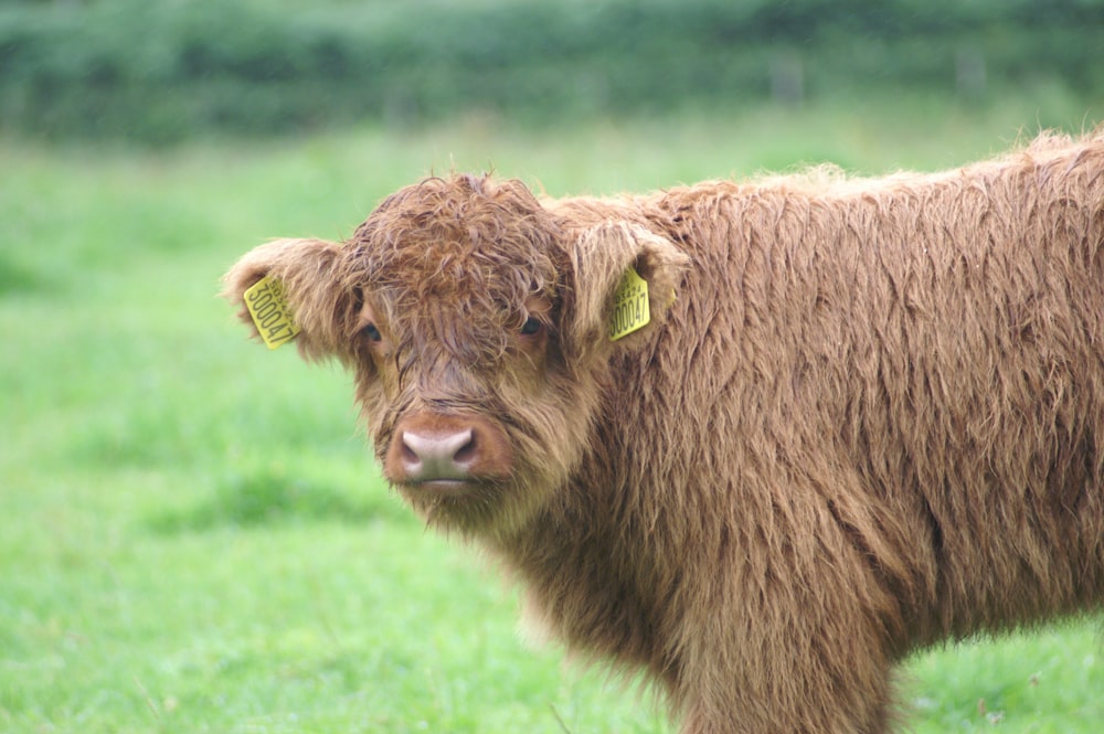 brown yak on green grass field during daytime