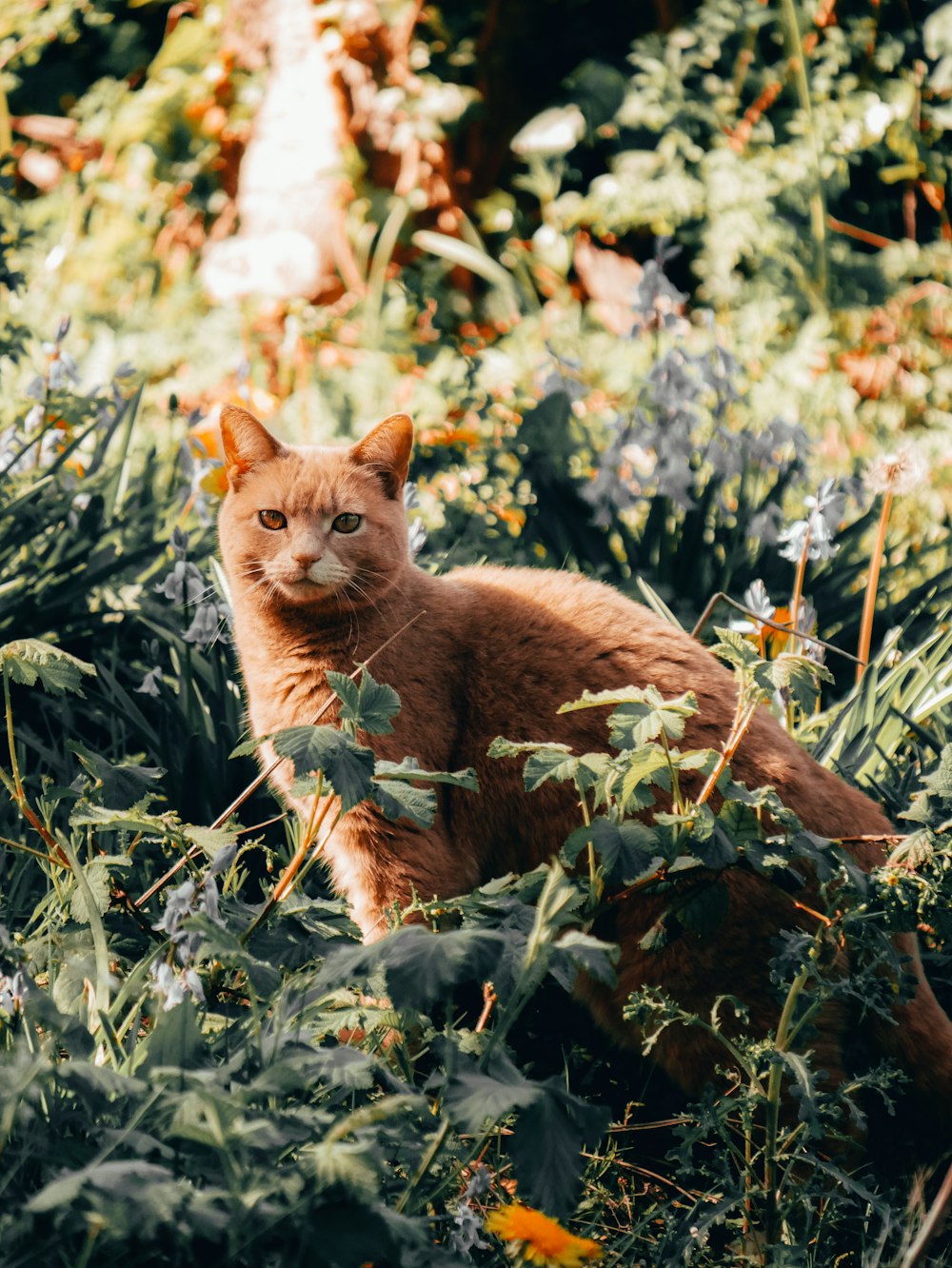 orange tabby cat on green grass during daytime