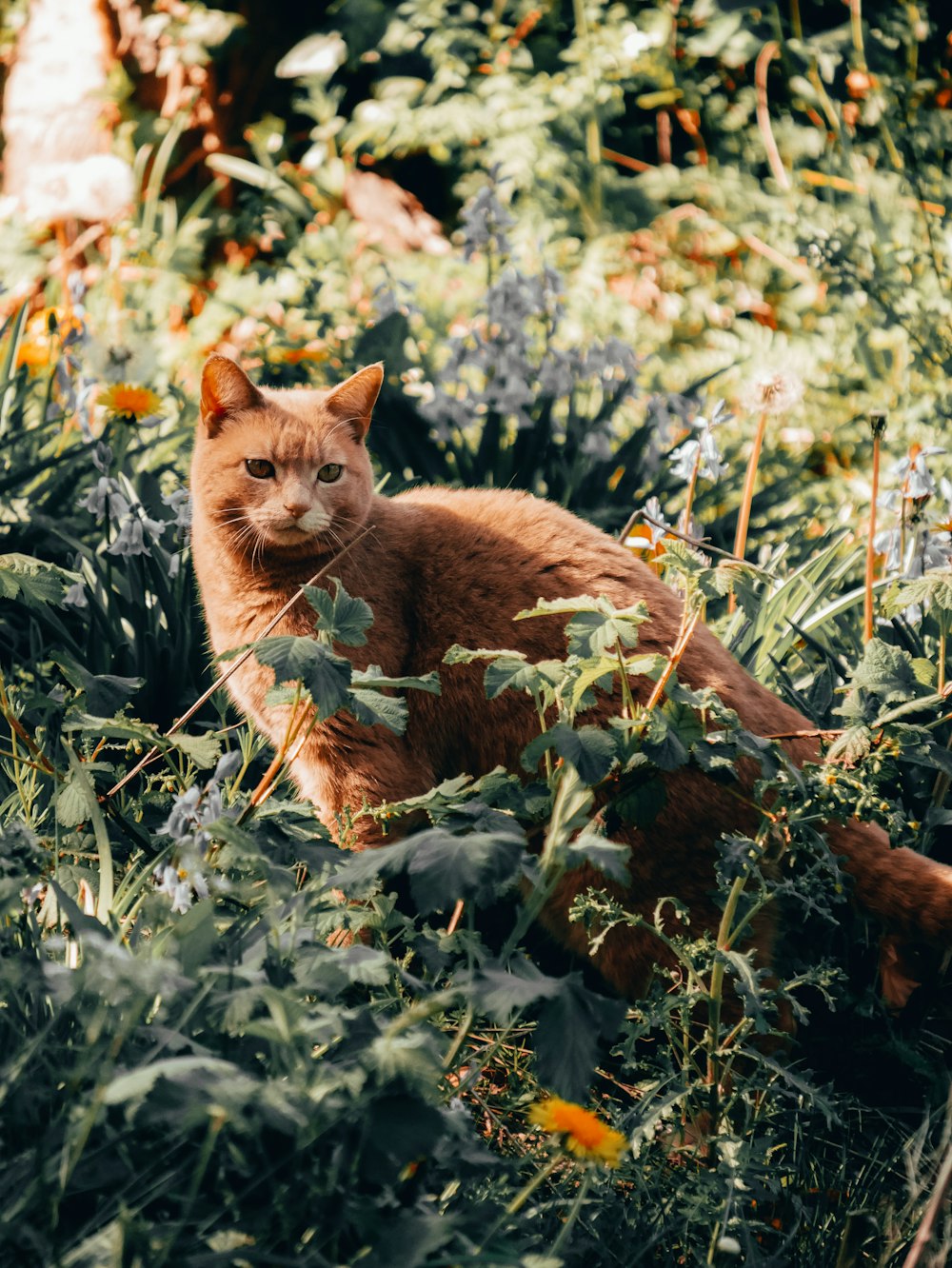 日中の緑の芝生の上のオレンジ色のぶち猫