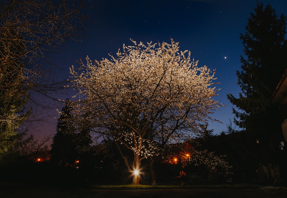 white tree with lights during night time