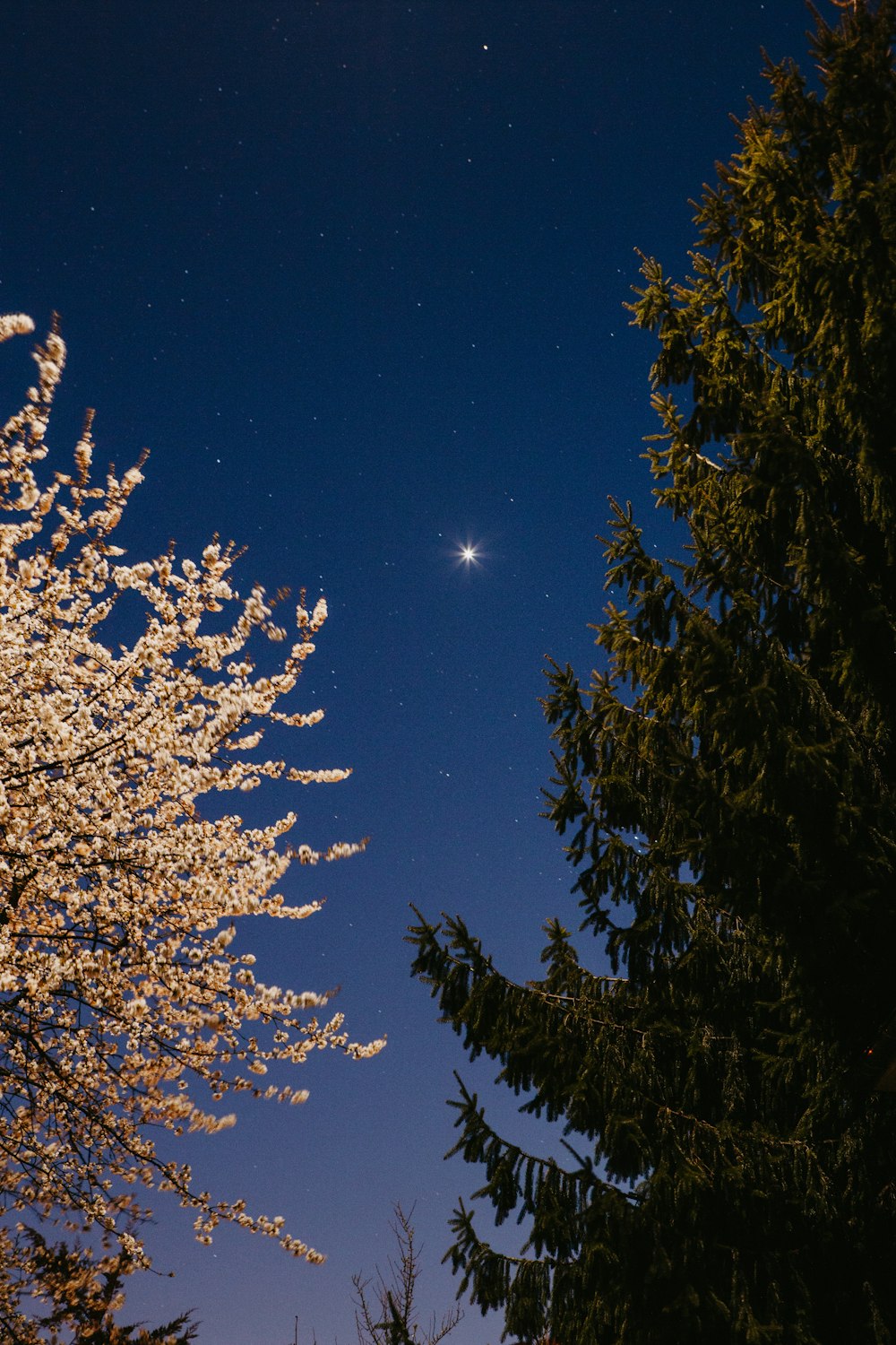 brown and green trees under blue sky during night time