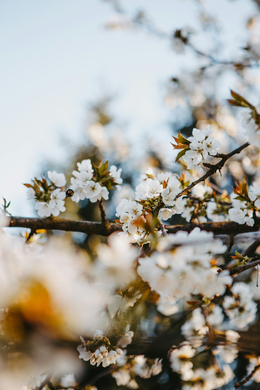 white cherry blossom in close up photography