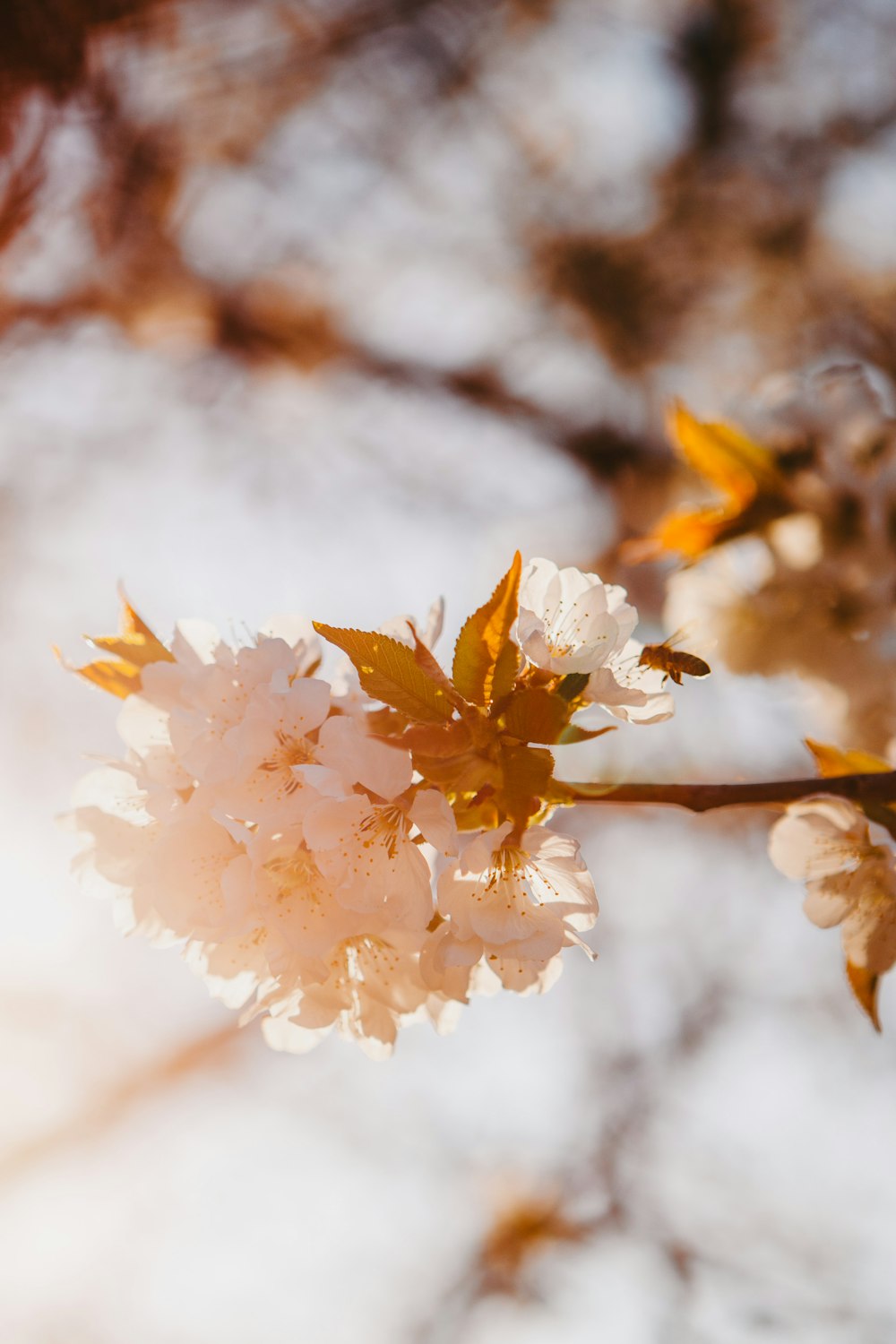 white and yellow flower in tilt shift lens