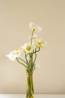 white moth orchids in clear glass vase