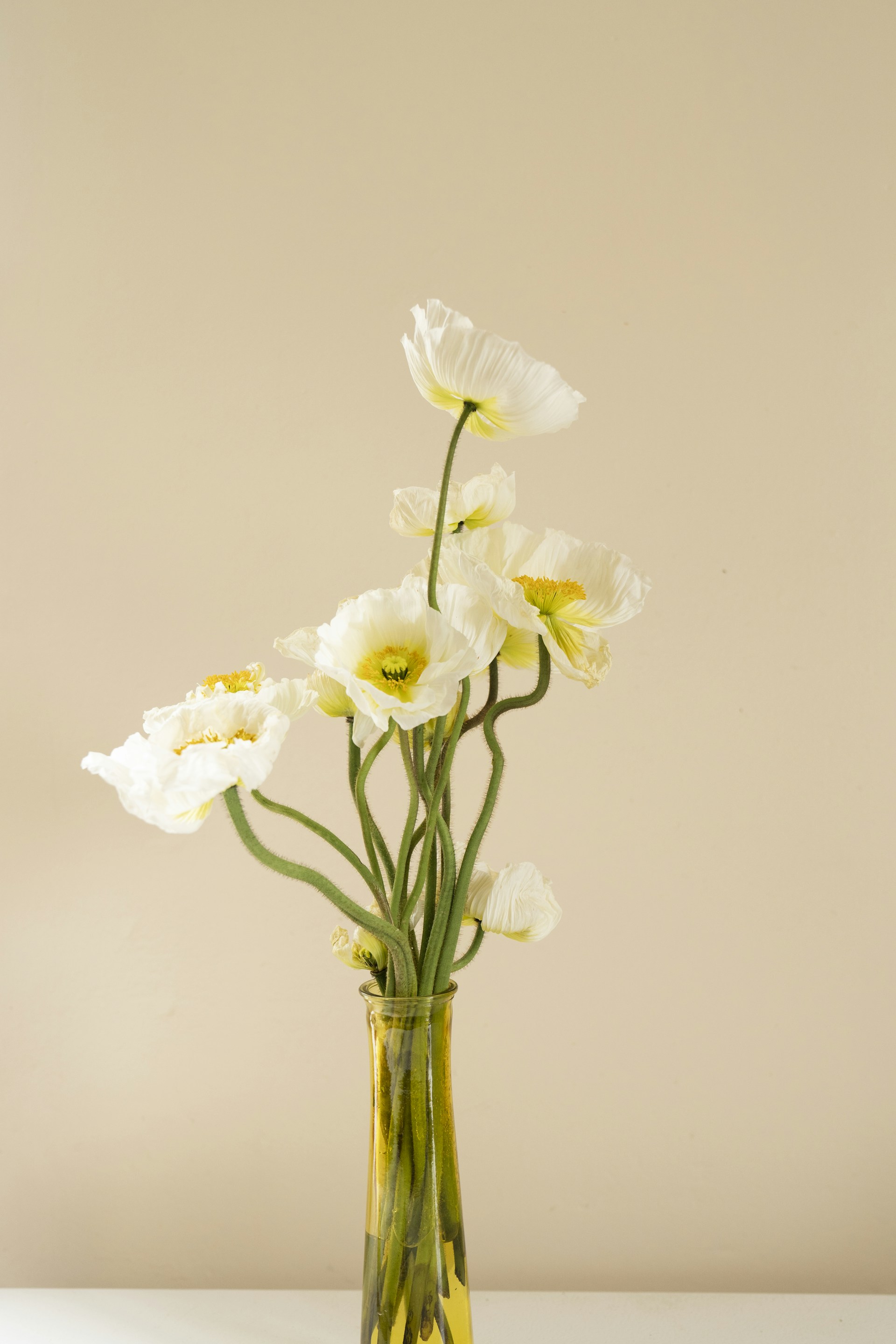white moth orchids in clear glass vase