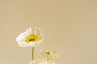 hidrolatas hidrolatai tonikas flower geliu vanduo distiliavimas alambikas garai geles vanduo
