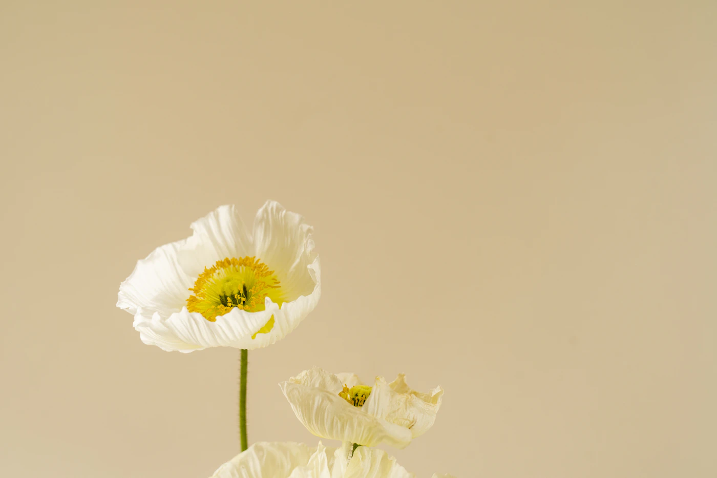 A single white poppy against a warm wall