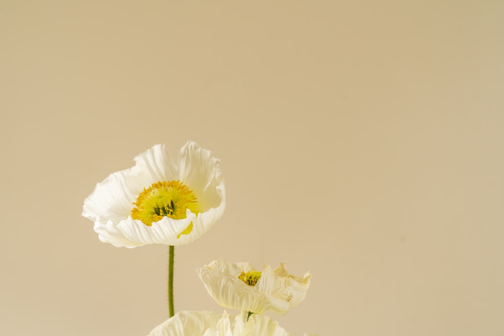 white flower with green stem