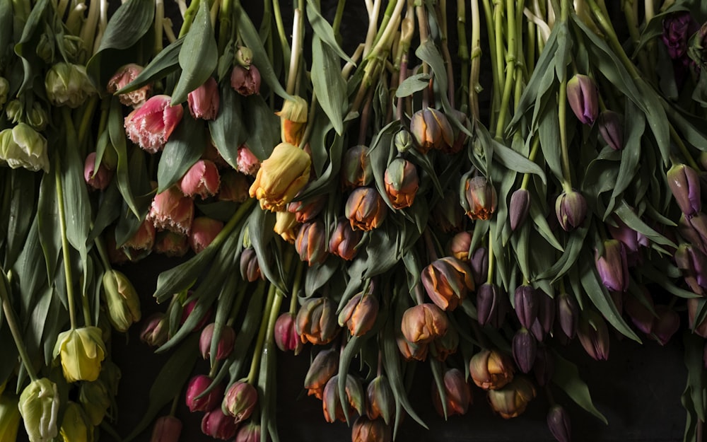 red and yellow tulips in bloom