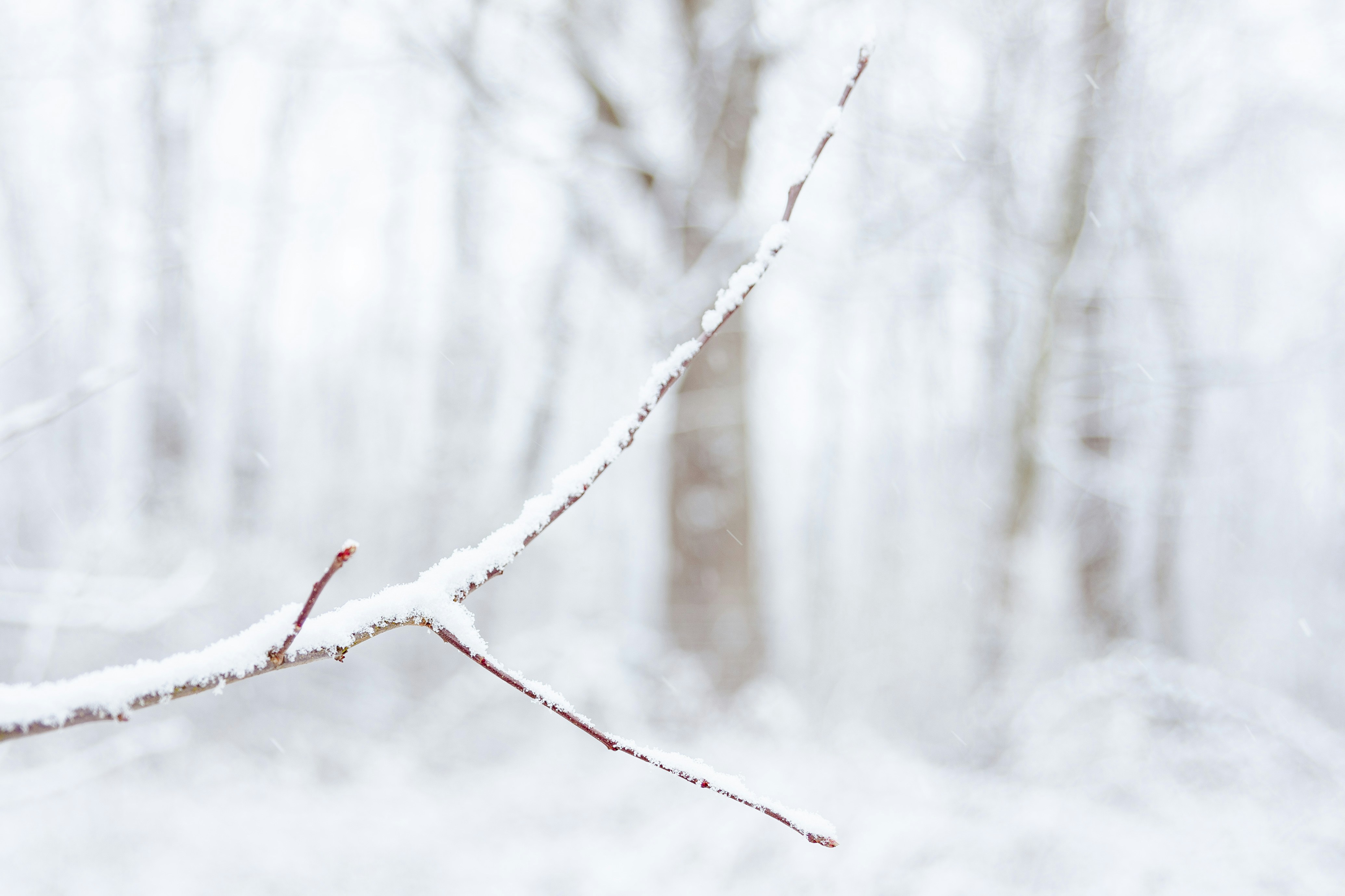 Photo by ohlmanphotography