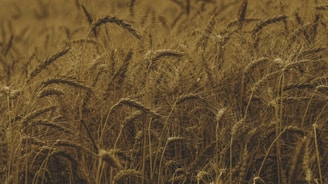 A vibrant field of grain ready for harvest.