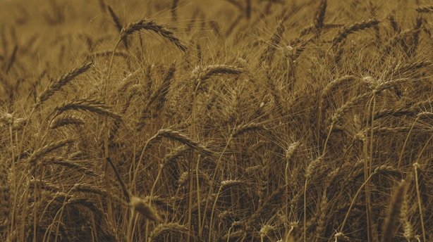 A vibrant field of grain ready for harvest.