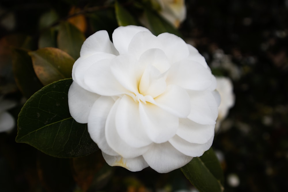 flor branca no tiro macro