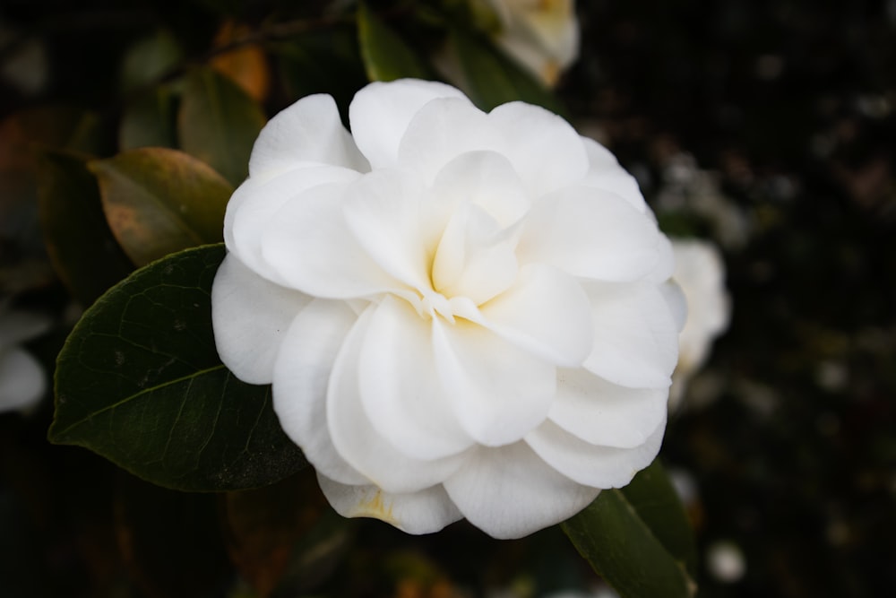 white flower in macro shot