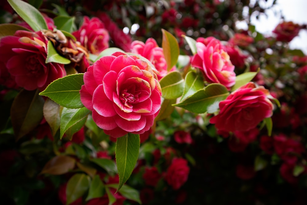 Rosa rosada en flor durante el día