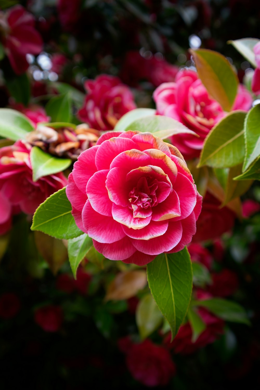 pink flower in tilt shift lens