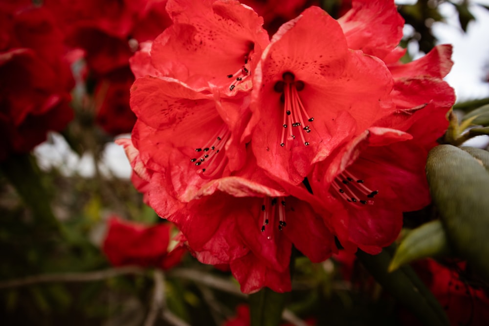 hibiscus rose en fleurs pendant la journée