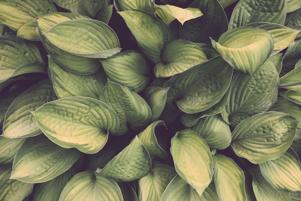 green leaves with yellow leaves