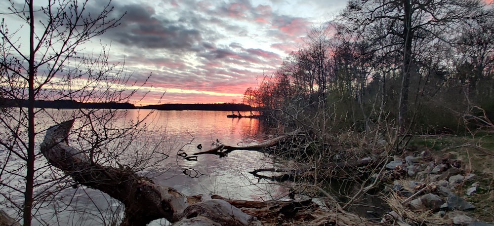 a sunset over a lake with a fallen tree in the foreground