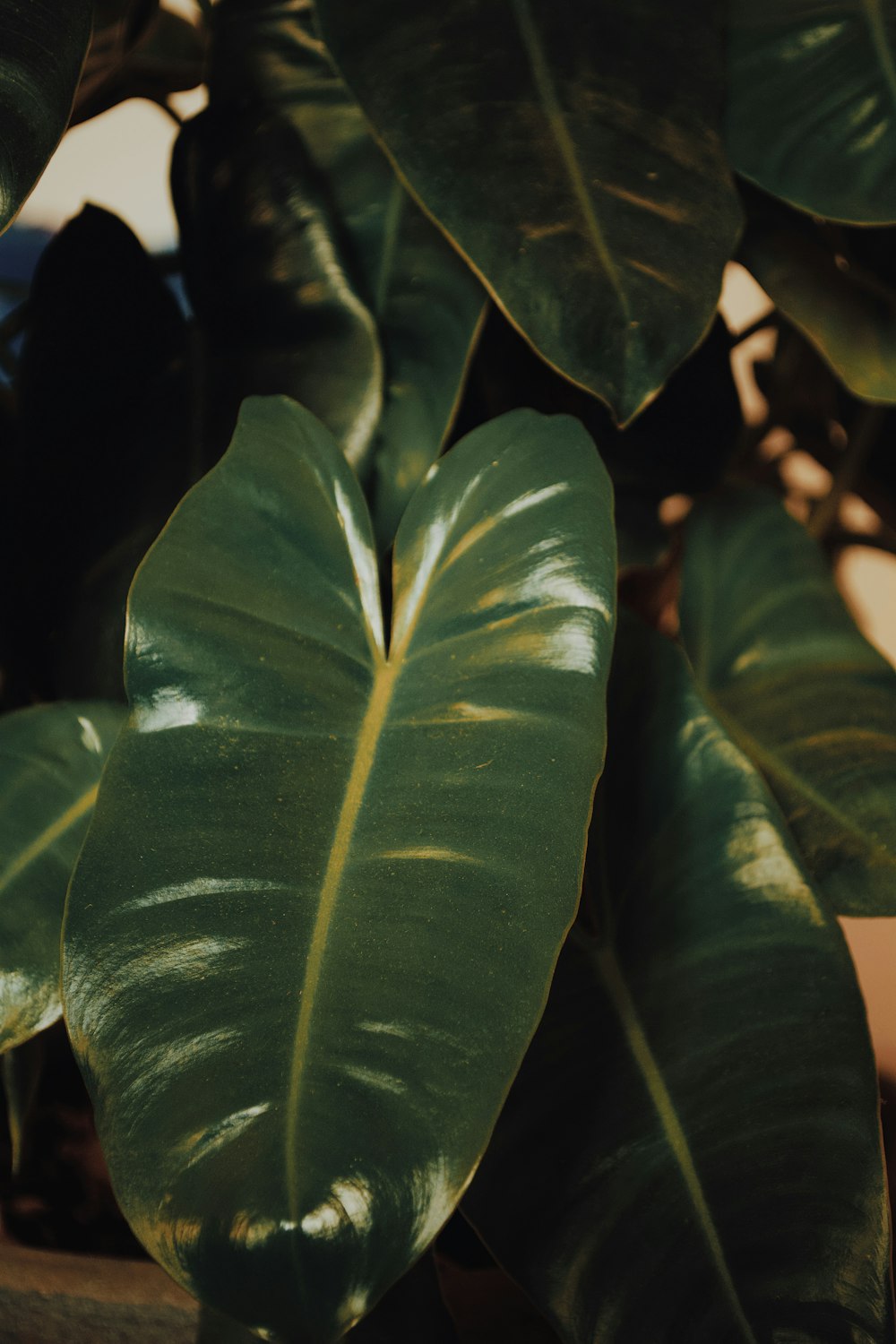 green leaf plant in close up photography