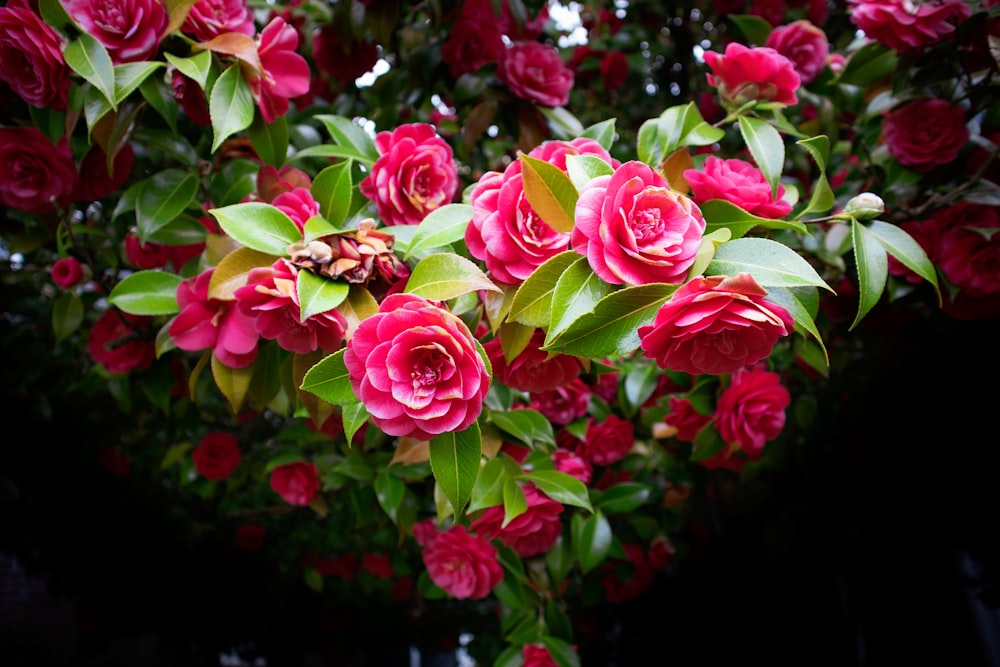 pink flowers with green leaves