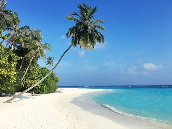 green palm tree on white sand beach during daytime
