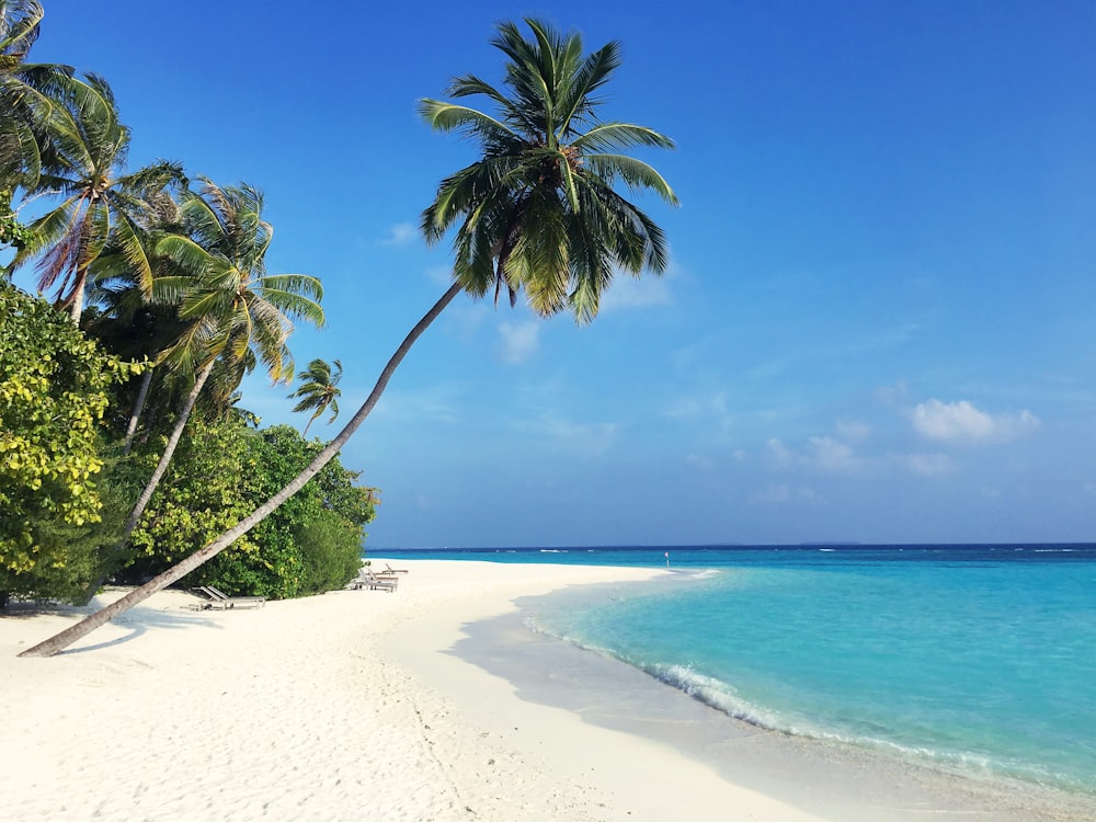 Palmier vert sur une plage de sable blanc pendant la journée