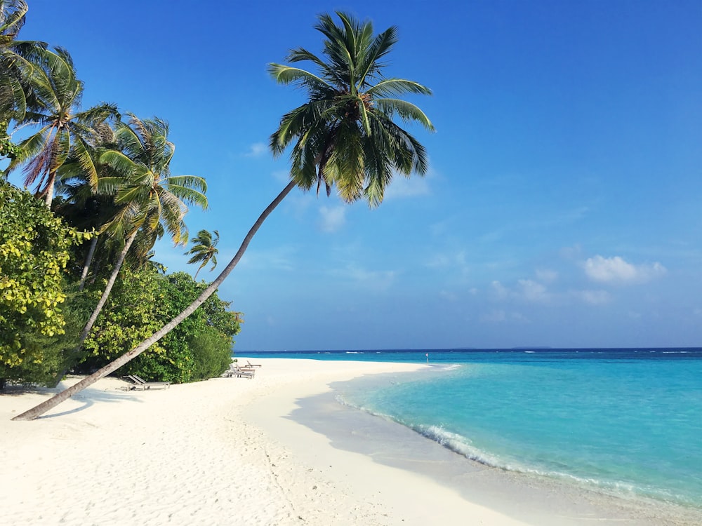 green palm tree on white sand beach during daytime