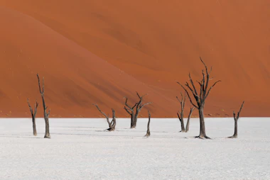 Dead camel thorn trees in Deadvlei below a red dune