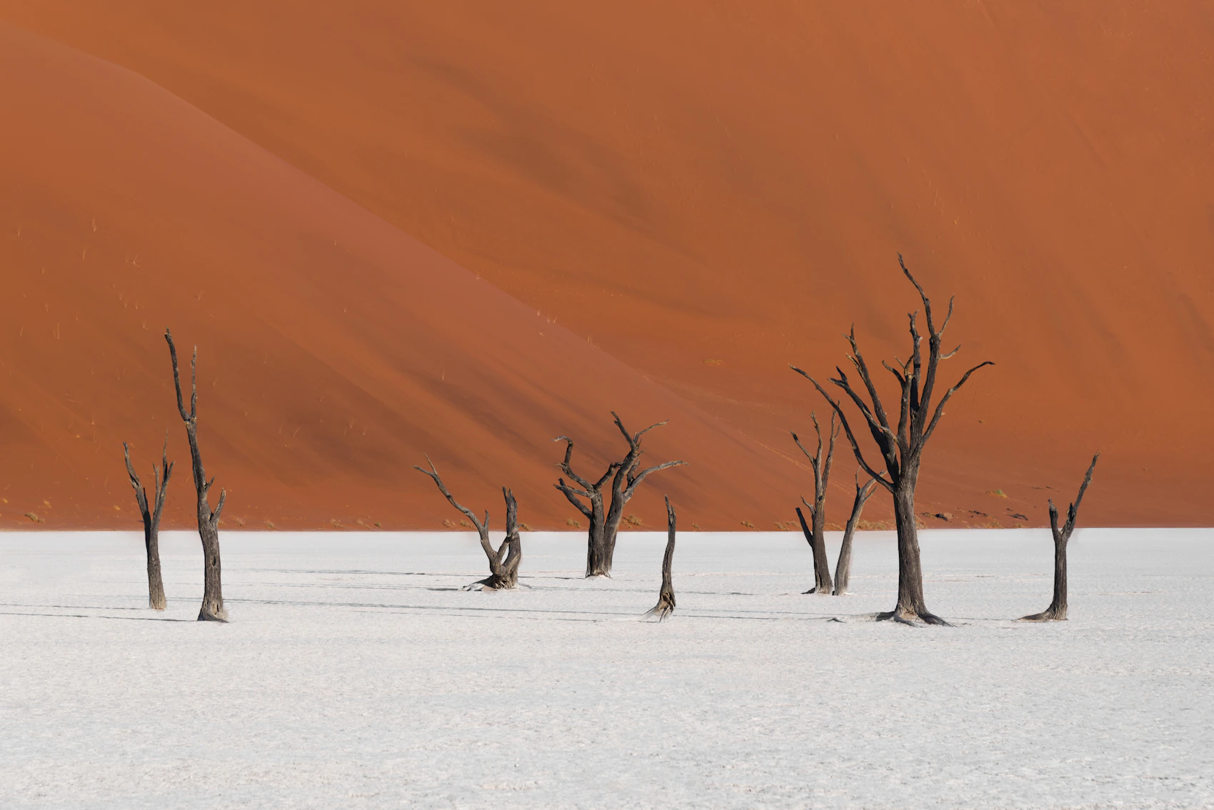Ancient camelthorn trees standing against the orange dunes of Deadvlei