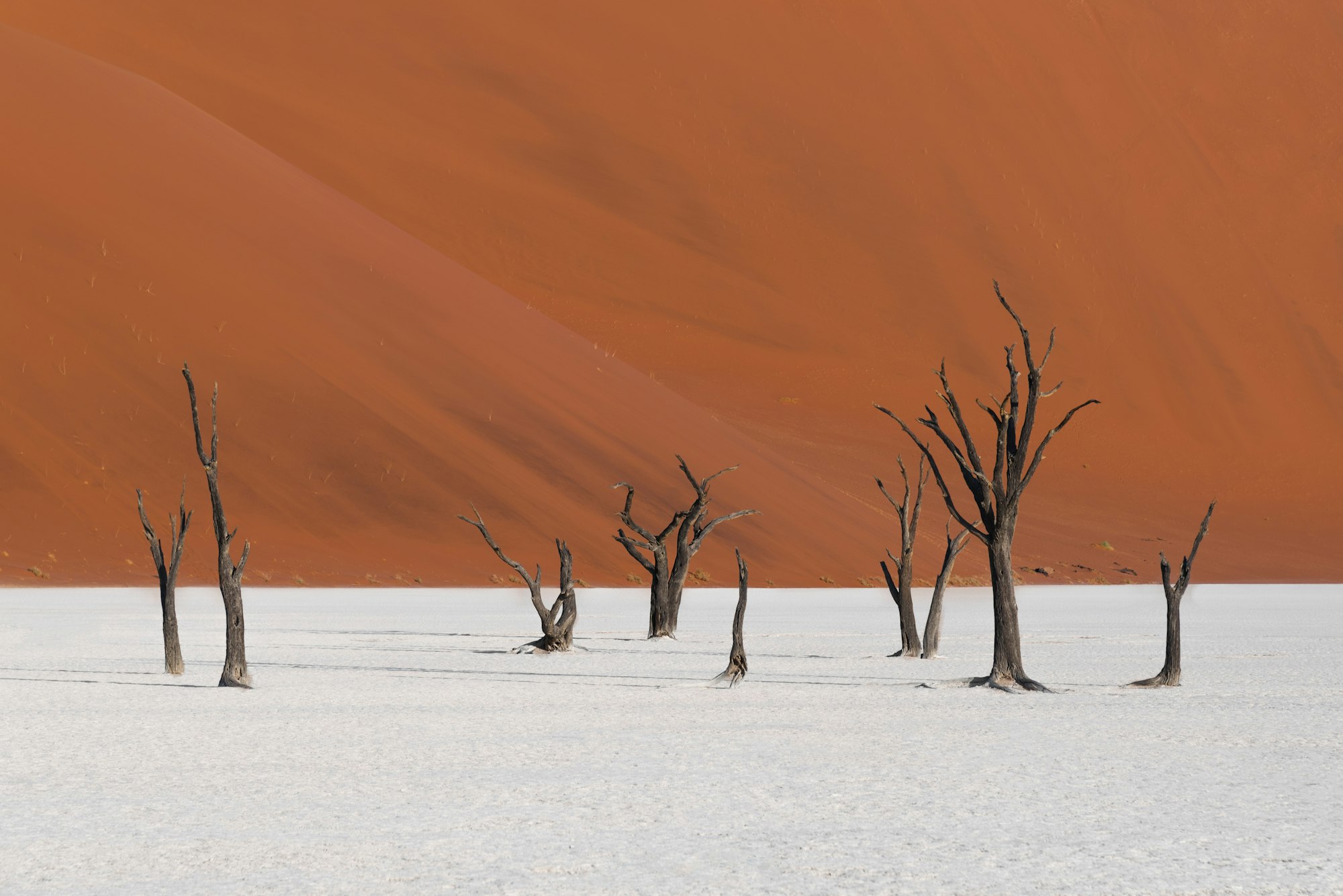 Ancient trees in Deadvlei
