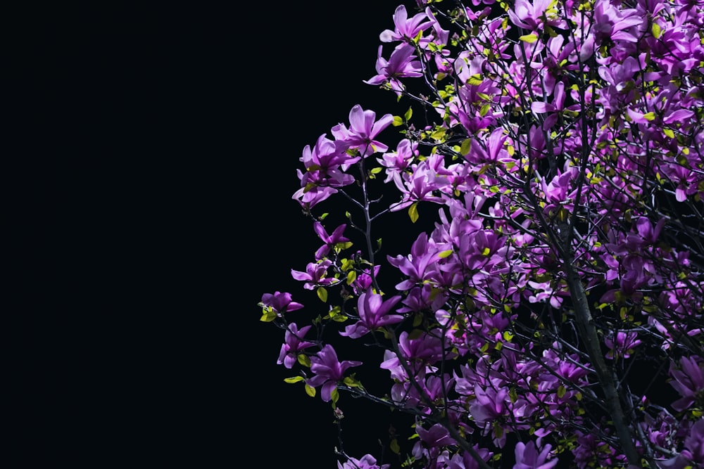 purple flowers with white background