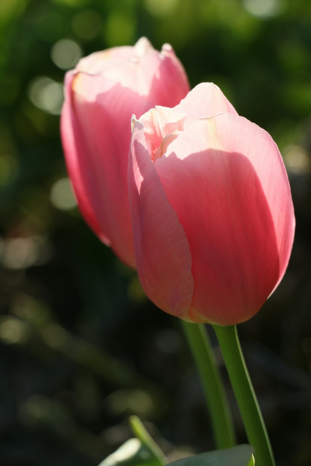 pink flower in tilt shift lens