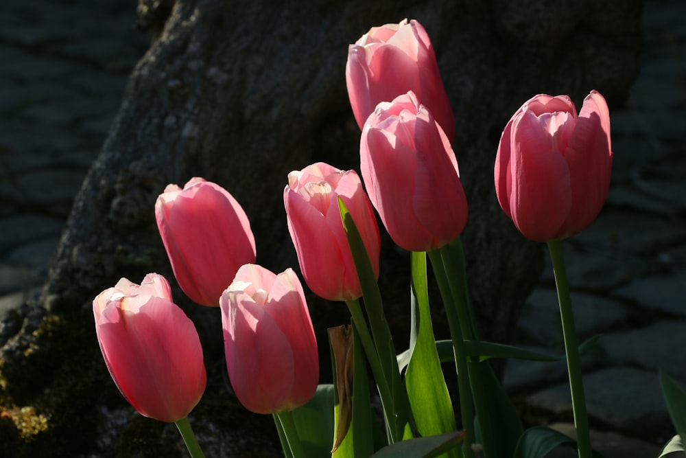 pink tulips in bloom during daytime