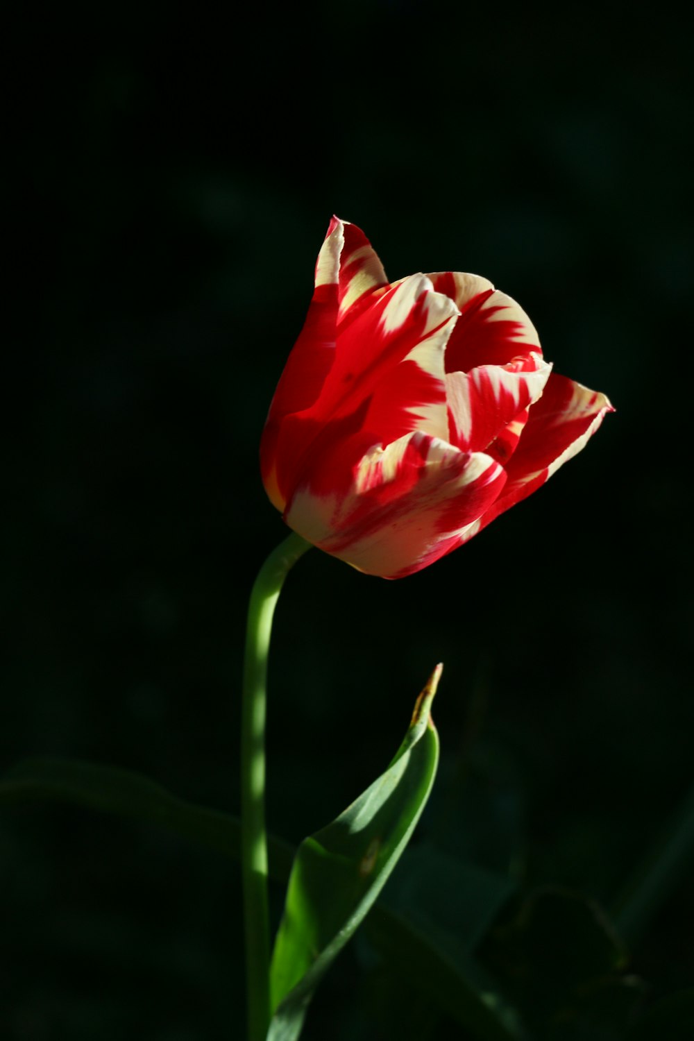 red rose in bloom during daytime