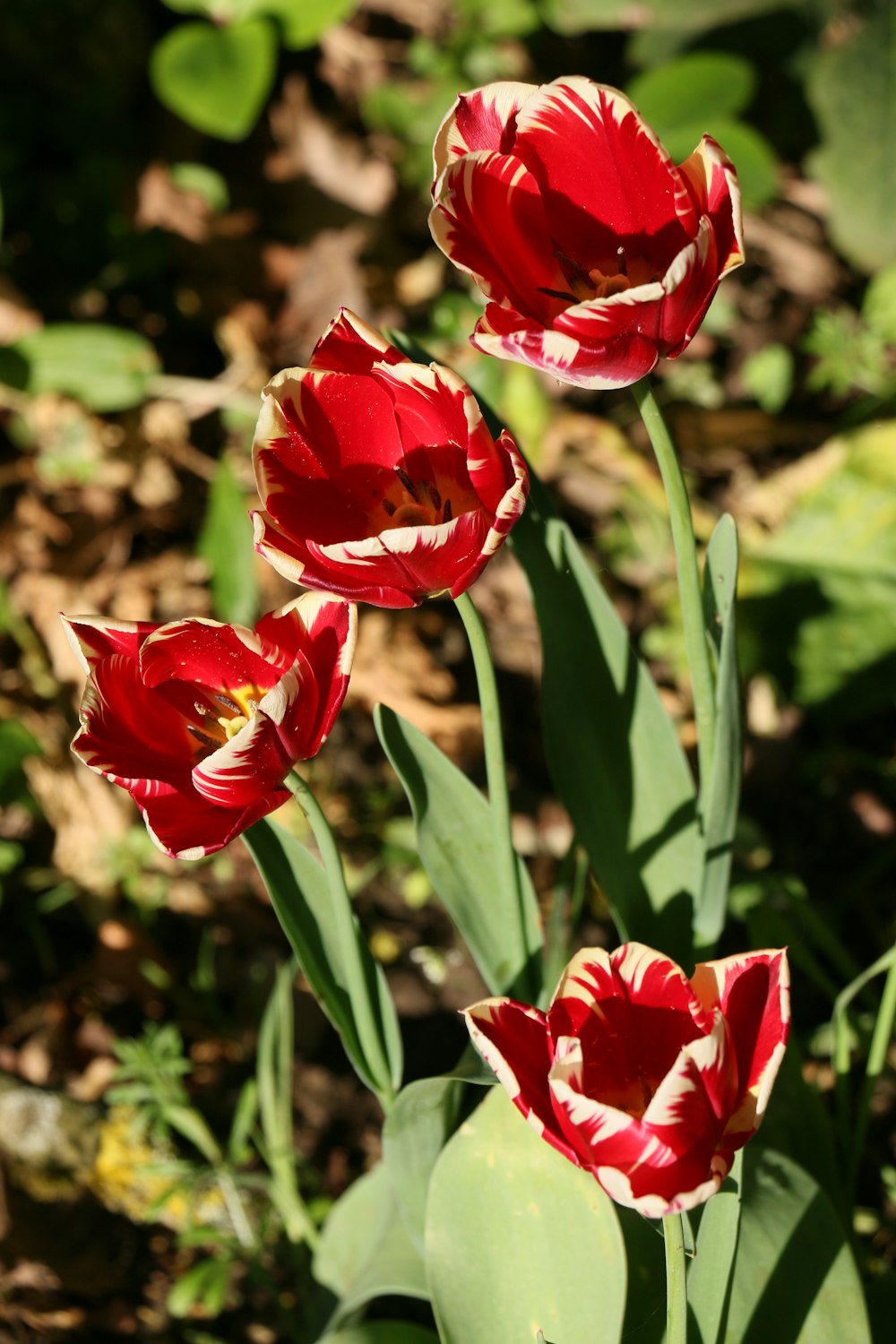 red flower in tilt shift lens