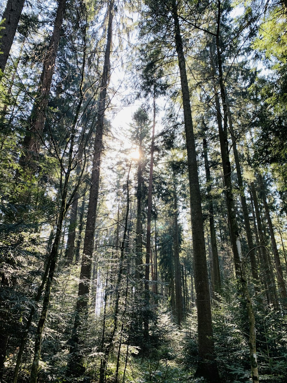 arbres bruns avec des feuilles vertes pendant la journée