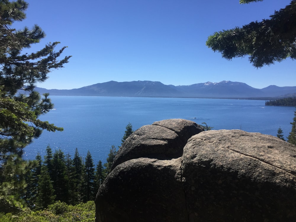 green tree on brown rock formation near body of water during daytime