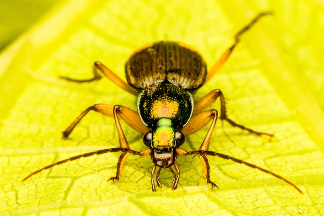 green and black bug on yellow leaf