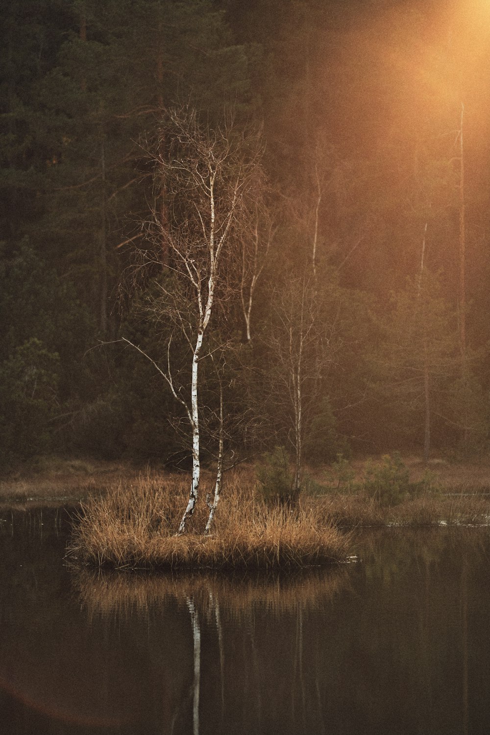 brown trees beside river during daytime